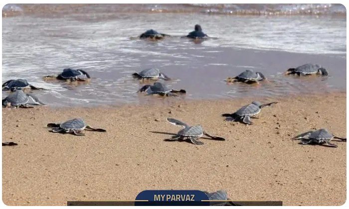 Turtle Beach